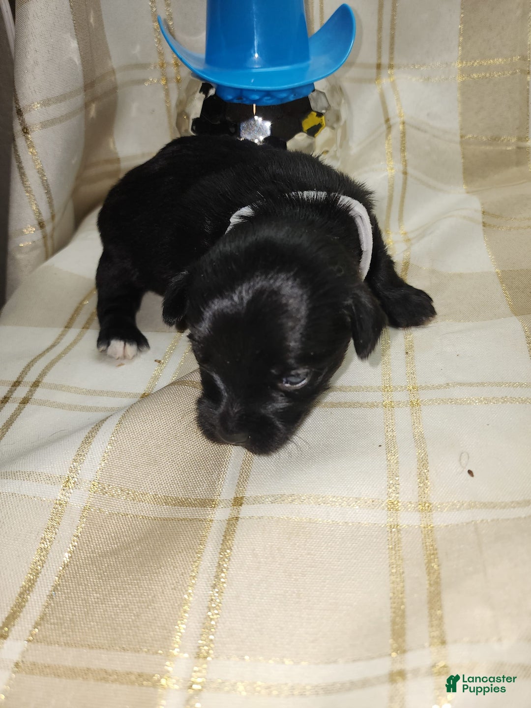 Yorkshire Terrier dogs for sale: 2 Socks - Image 7