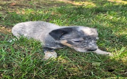 Australian Cattle Dog dogs for sale: Cooper - Image 2
