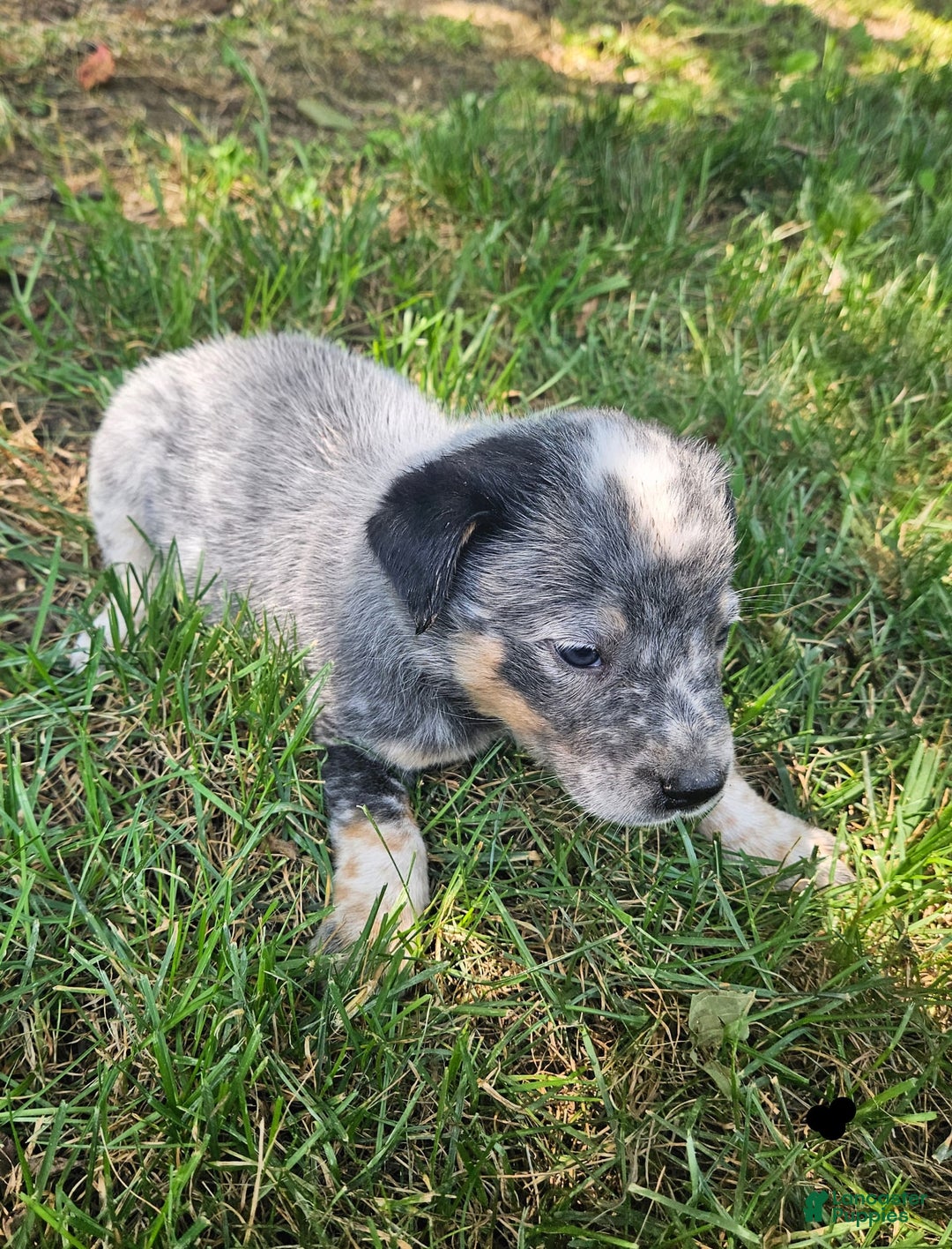 Australian Cattle Dog dogs for sale: Cooper - Image 2