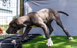 Great Dane dogs for sale: Molly - Image 4