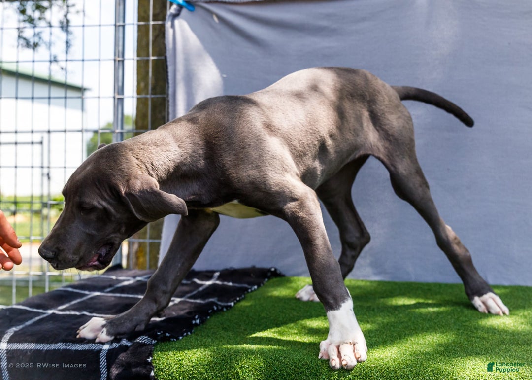 Great Dane dogs for sale: Molly - Image 4