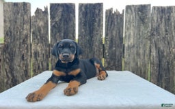Doberman Pinscher dogs for sale: Rocky - Image 1