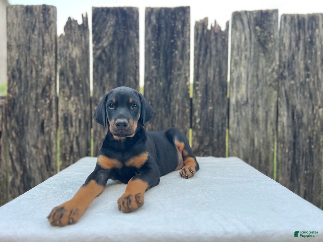 Doberman Pinscher dogs for sale: Rocky - Image 1