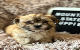 Malshi dogs for sale: Teacup Imperial Benjamin - Image 4