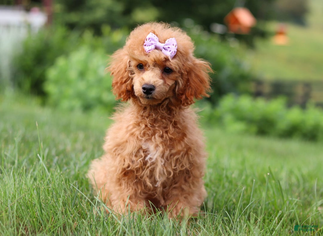 Miniature Poodle dogs for sale: Leah - Image 19