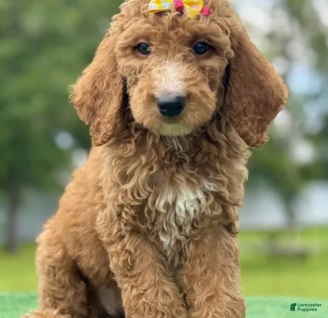 Goldendoodle dogs for sale: Ella - Image 4