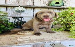 Labrador Retriever dogs for sale: Max - Image 6