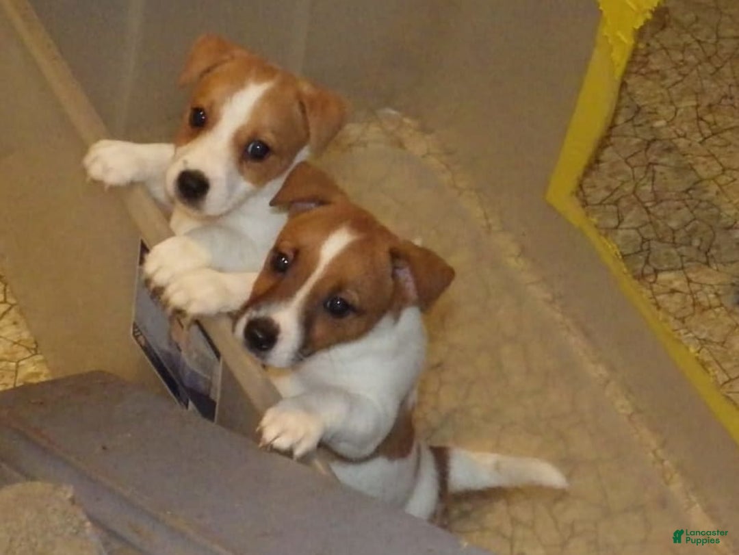 Jack Russell Terrier dogs for sale: Fillmore - Image 15