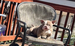 American Bully dogs for sale: Valentino - Image 3