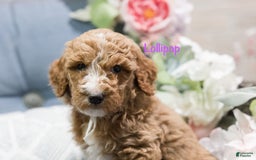 Standard Poodle dogs for sale: Lollipop - Image 1