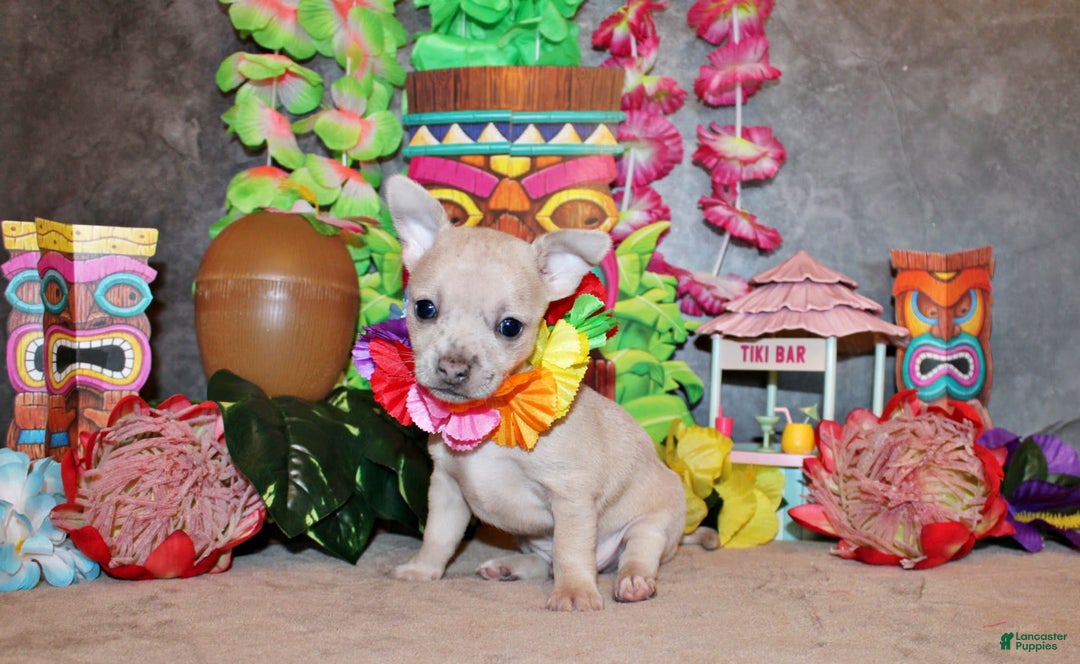 Chihuahua dogs for sale: Zax - Image 1