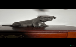 Cane Corso dogs for sale: Kane - Image 1