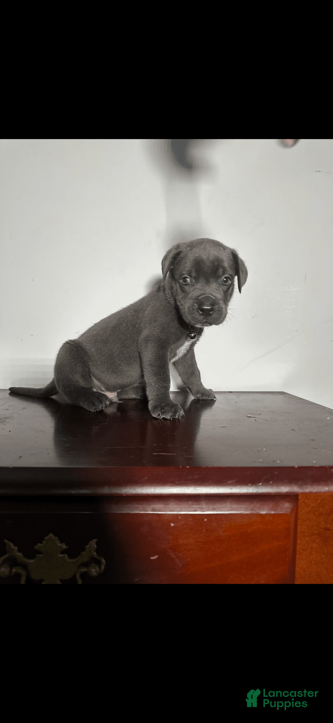 Cane Corso dogs for sale: Kane - Image 1