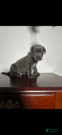 Cane Corso dogs for sale - Ad 2