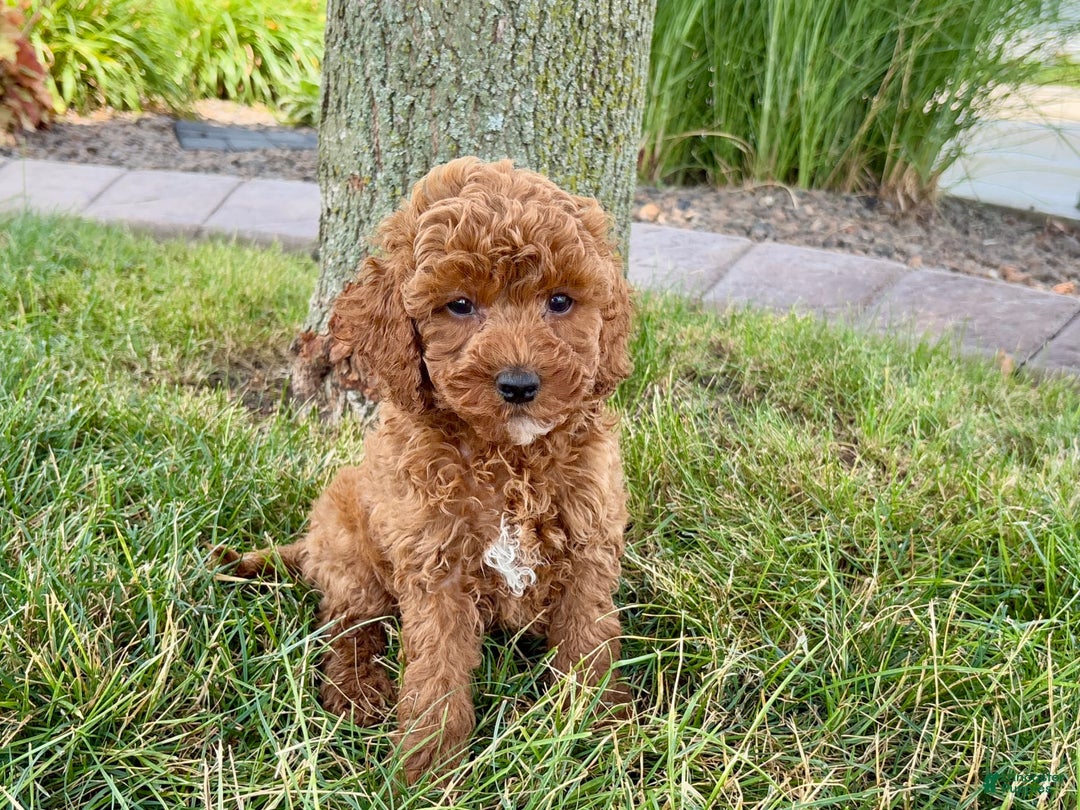 Cavapoo dogs for sale: Harley - Image 6