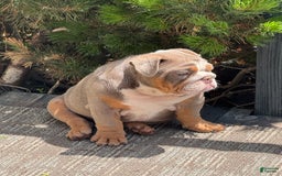 English Bulldog dogs for sale: Flo - Image 7
