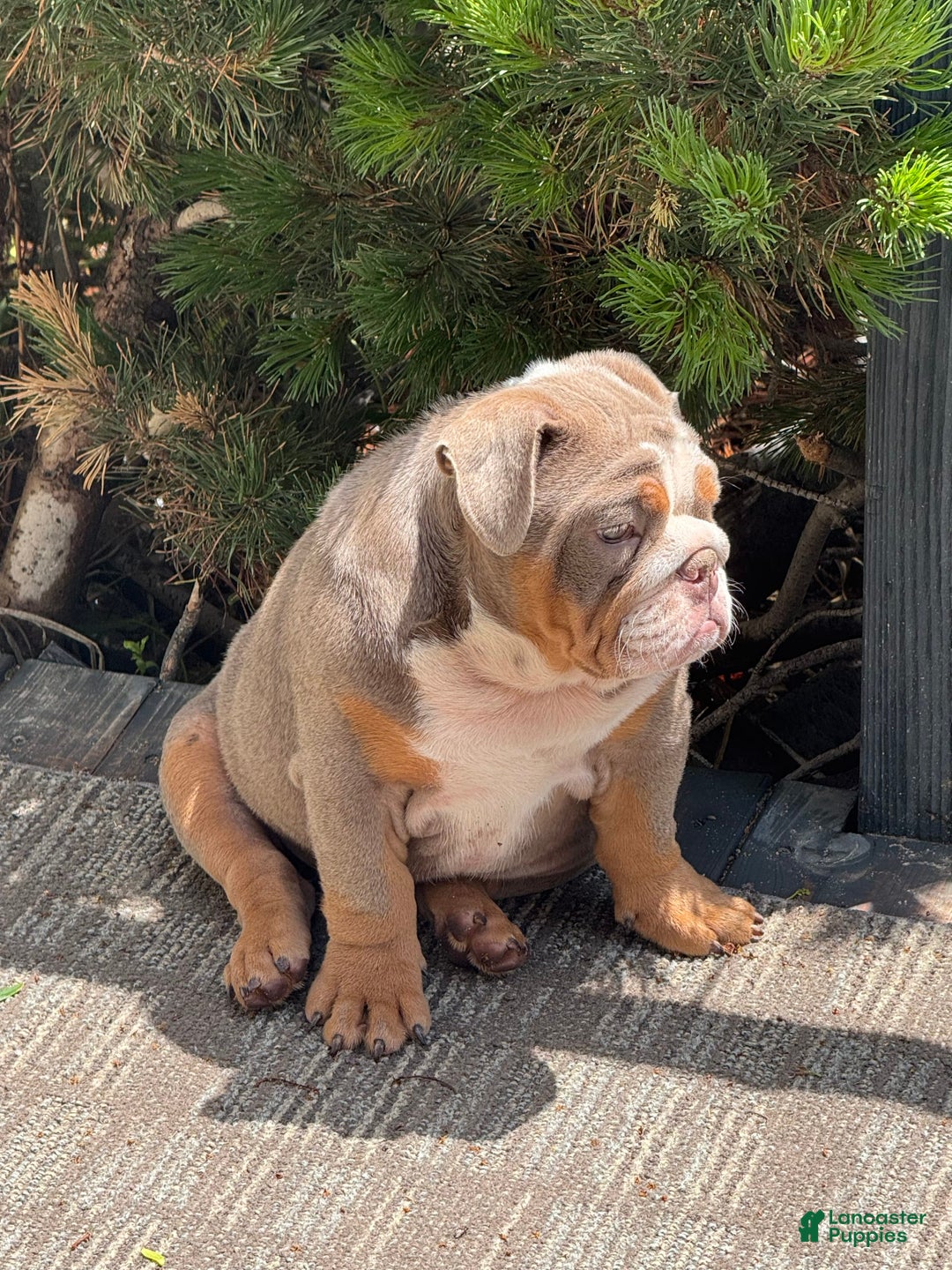 English Bulldog dogs for sale: Flo - Image 7