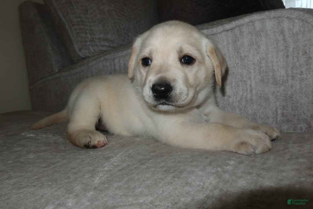 Labrador Retriever dogs for sale: Puppy - Image 1