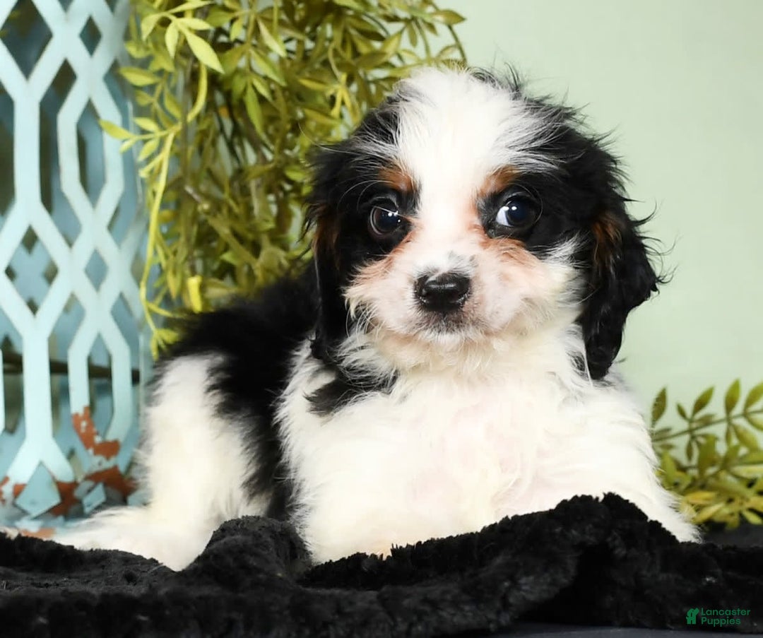 Cavapoo dogs for sale: Firecracker - Image 3