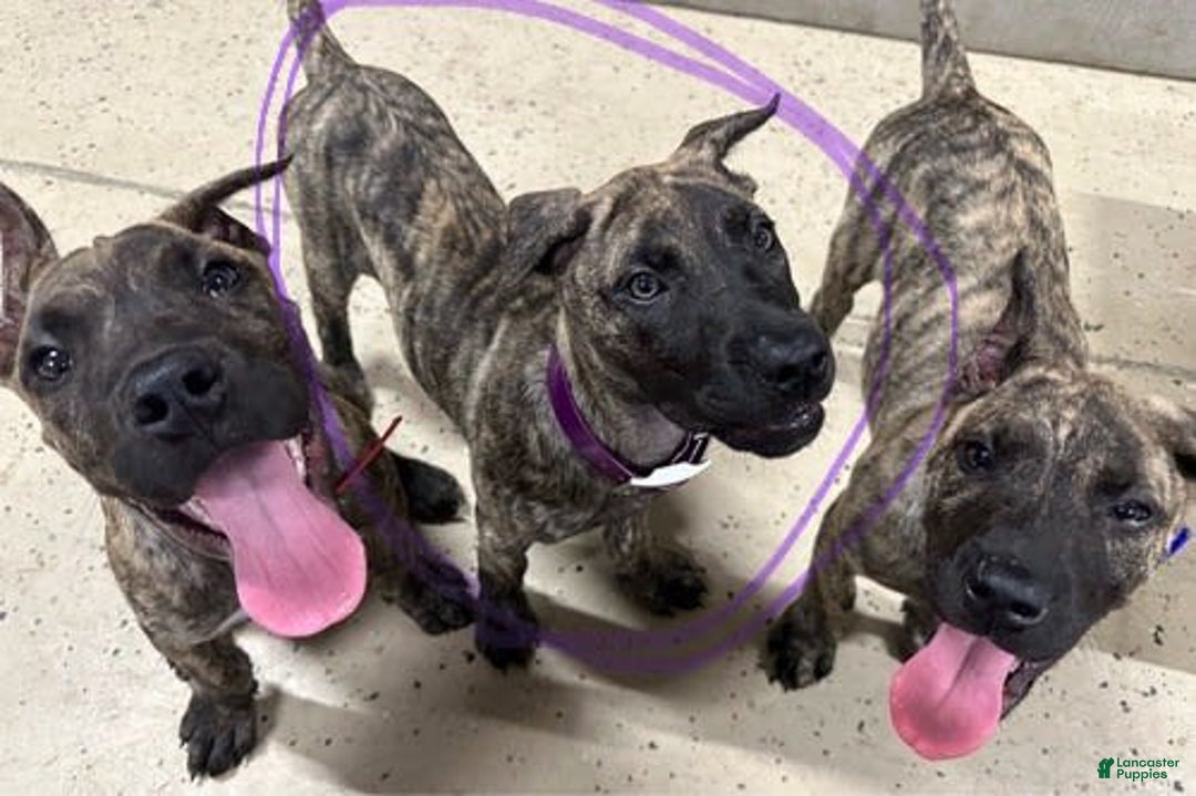 Presa Canario dogs for sale: Merlot - Image 5