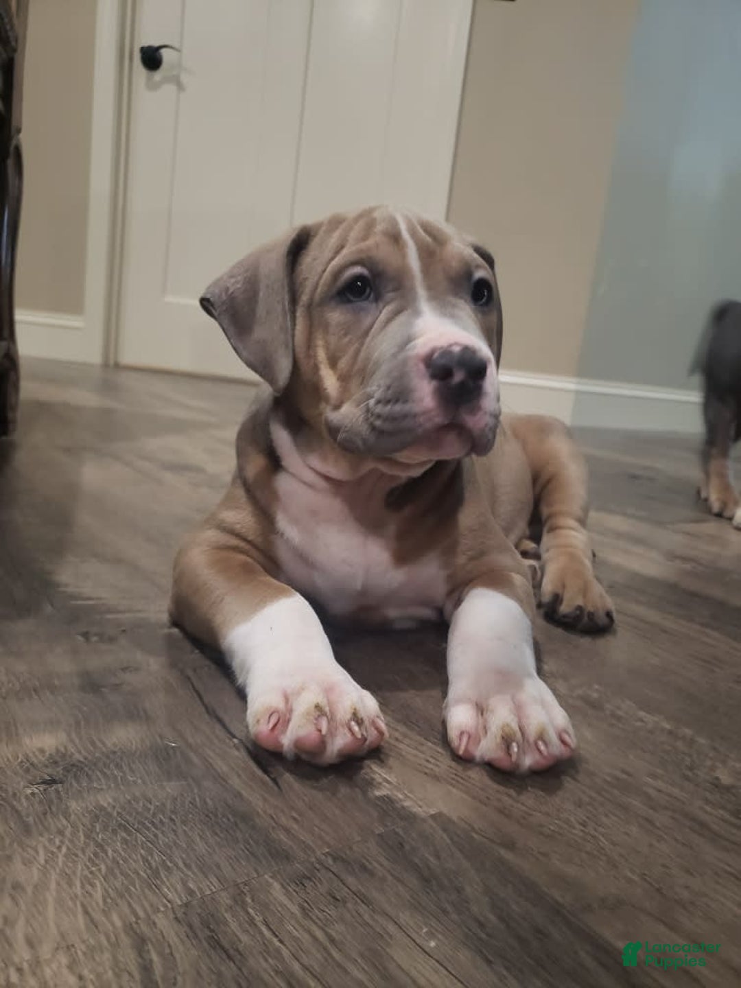 American Bully dogs for sale: Socks - Image 26