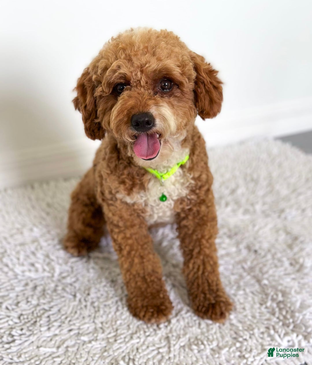 Mini Goldendoodle dogs for sale: Surf - Image 5