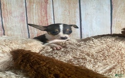 Toy Fox Terrier dogs for sale: Biggie - Image 3