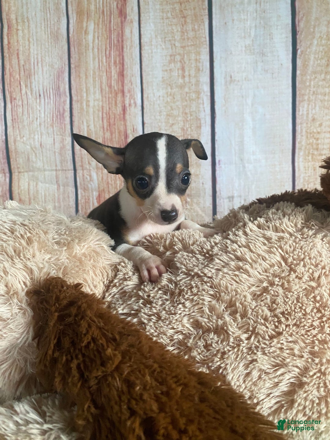 Toy Fox Terrier dogs for sale: Biggie - Image 3