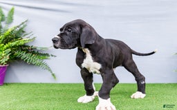 Great Dane dogs for sale: Trever - Image 12