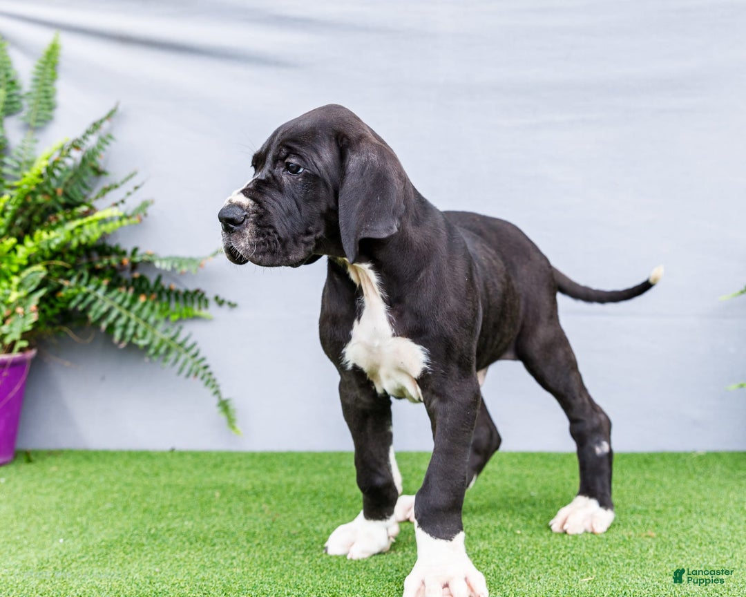 Great Dane dogs for sale: Trever - Image 12