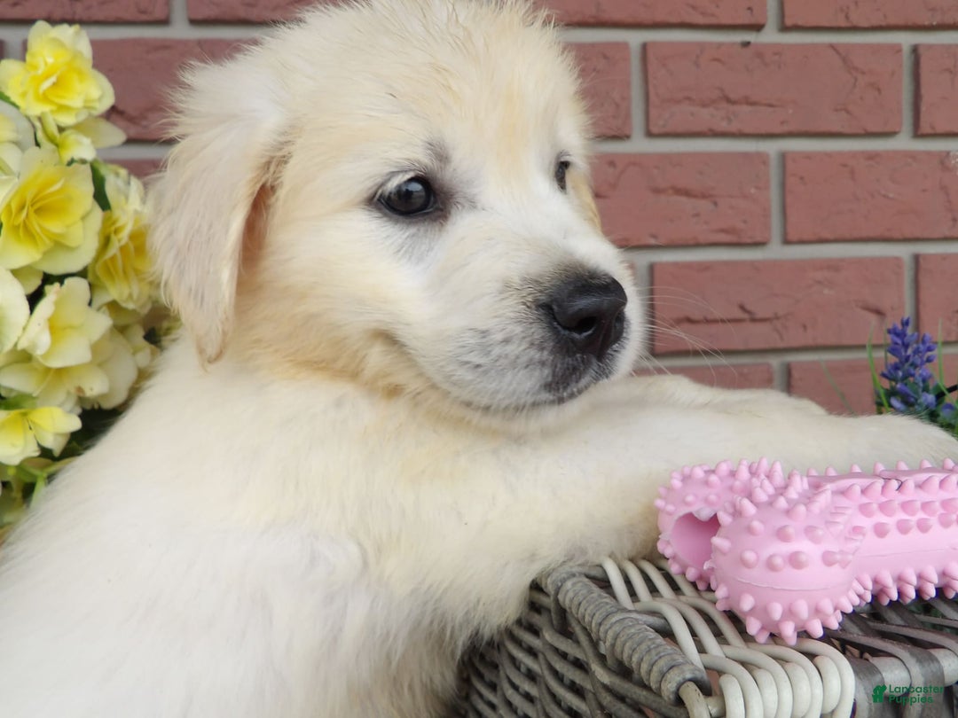 Golden Retriever dogs for sale: Lori - Image 1
