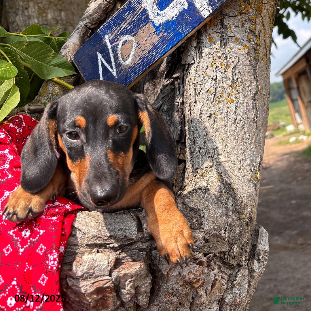Miniature Dachshund dogs for sale: Matt - Image 3