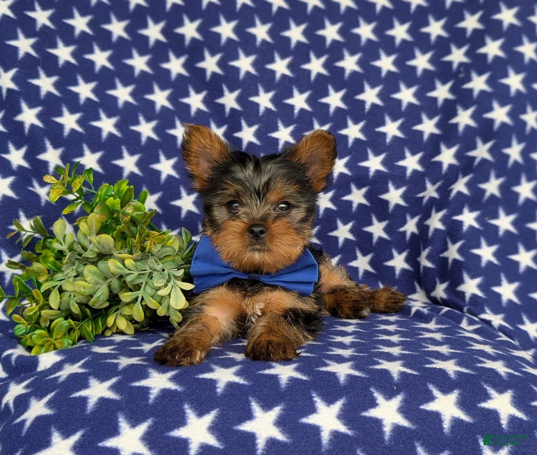 Yorkshire Terrier dogs for sale: Lamar 6 lbs Full Grown - Image 2