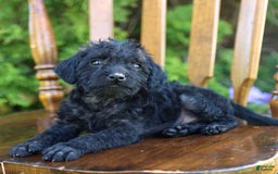 Toy Poodle dogs for sale: Licorice - Image 1
