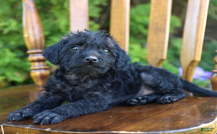 Toy Poodle dogs for sale - Ad 1