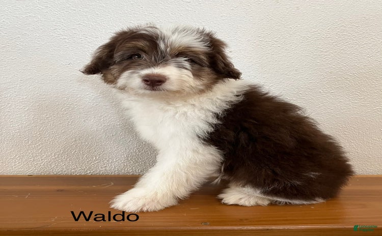 Mini Aussiedoodle dogs for sale - Ad 1