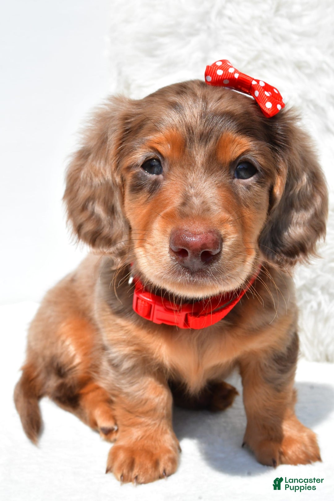 Dachshund dogs for sale: Kody - Image 2