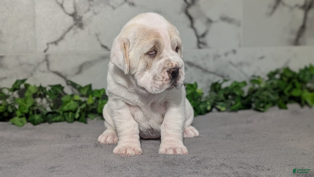 Mini Hippo dogs for sale: Casey - Image 6