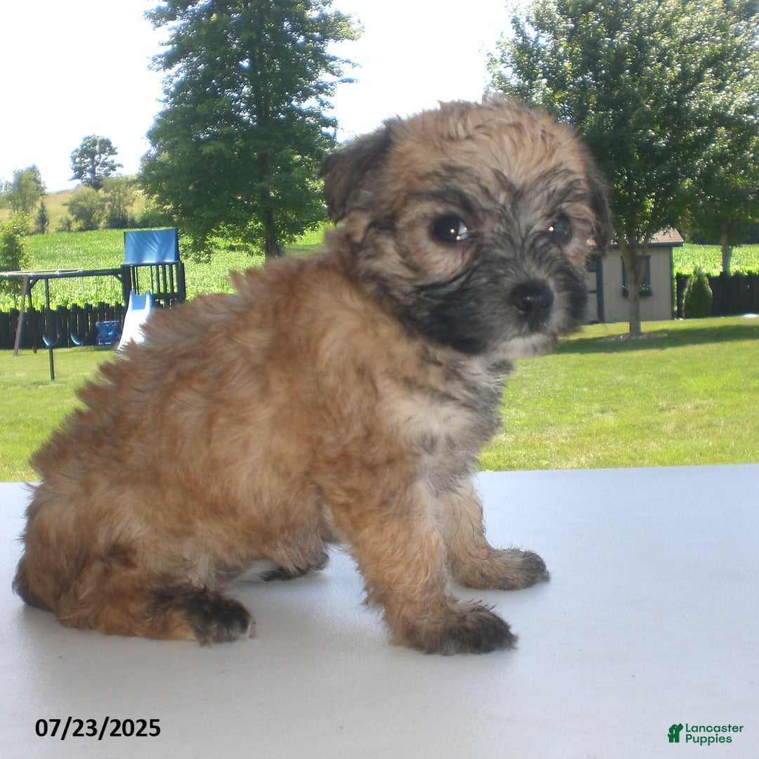 Yorkiepoo dogs for sale: Sally - Image 6