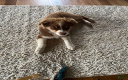 Australian Shepherd dogs for sale: Zoey - Image 10