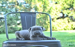 Cane Corso dogs for sale: Maverick - Image 4