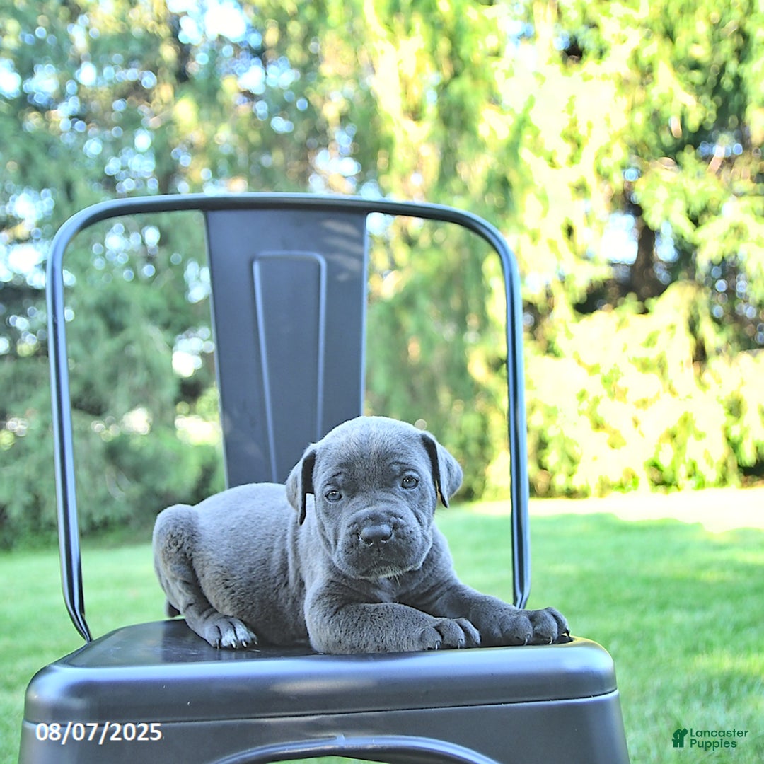 Cane Corso dogs for sale: Maverick - Image 4