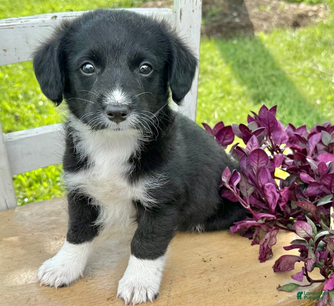 Welsh Corgi Pembroke dogs for sale: Welsh Corgi (Pembroke) 5 puppies - Image 13
