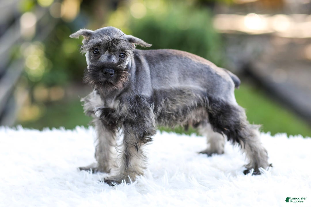 Miniature Schnauzer dogs for sale: Bingo - Image 11