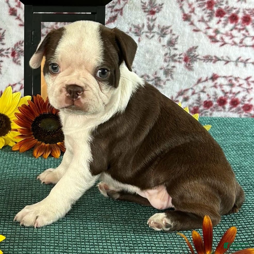 Boston Terrier dogs for sale: Esther - Image 1