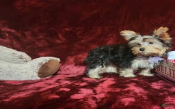 Yorkshire Terrier dogs for sale: Maui - Image 12