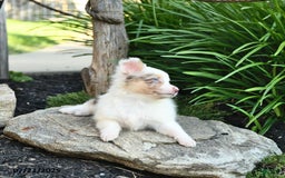 Miniature Australian Shepherd dogs for sale: Charlotte - Image 10