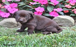 Labrador Retriever dogs for sale: Nick - Image 3