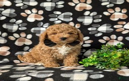 Mini Goldendoodle dogs for sale: Hank Hypoallergenic - Image 2