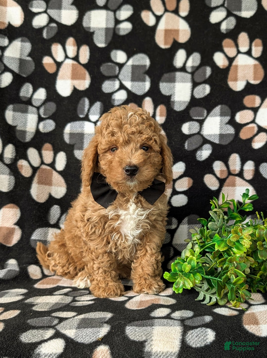Mini Goldendoodle dogs for sale: Hank Hypoallergenic - Image 2